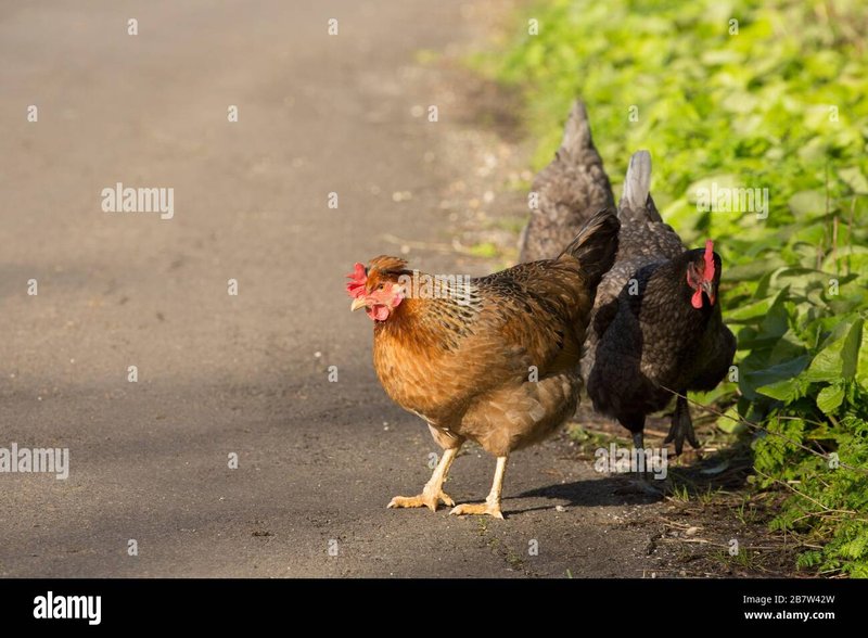 Chicken road game, chicken road slot