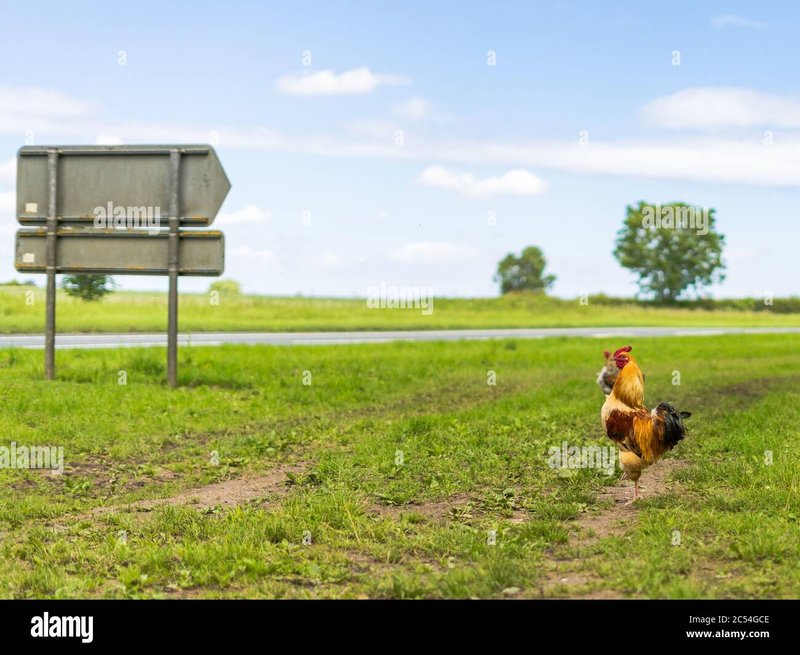 Ontdek De Gokkasten En Spellen Op De Echte Chicken Road - overview